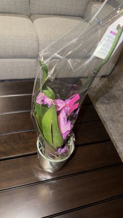$35 phalaenopsis plant 5 inch pot