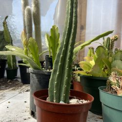 San Pedro cactus plant