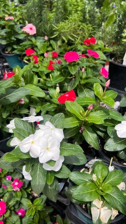 Vincas