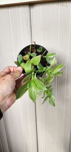 Tradescantia