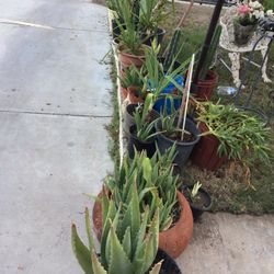 Aloe Vera