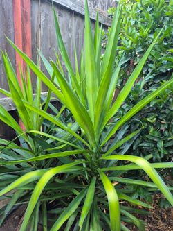 Plantas