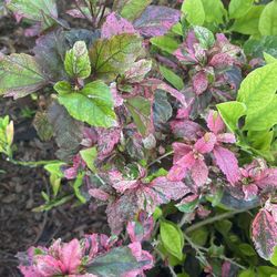 Red Variegated Hibiscus
