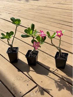 Desert Rose Plants