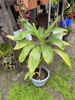 Hawaiian Lucky Plant