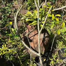 Terra Cotta planter