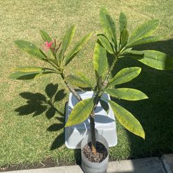 Pink Plumeria