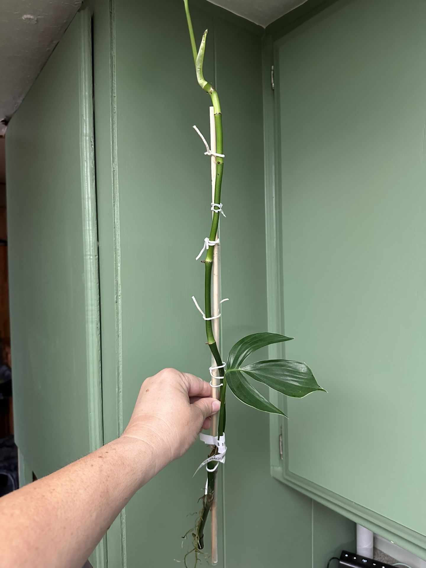 Dragon Tail Plant Cuttings, Rooted