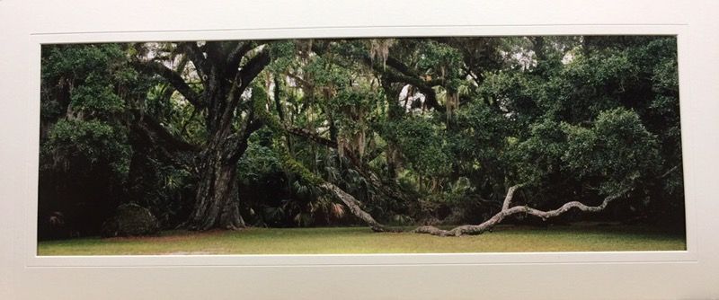 Patrick Seslar Majestic Oak Photography
