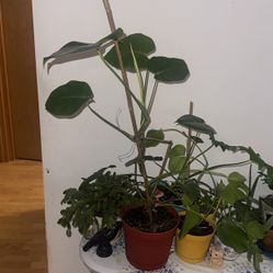 Monstera Plant 