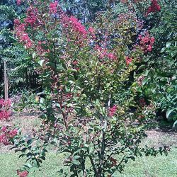Crepe Myrtle Tree Or Bush Delivered And Planted