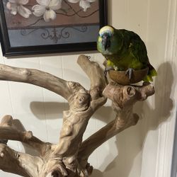 Bird Tree For Sale 
