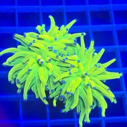 Ornamental Corals For Sale In Woodstock Georgia 