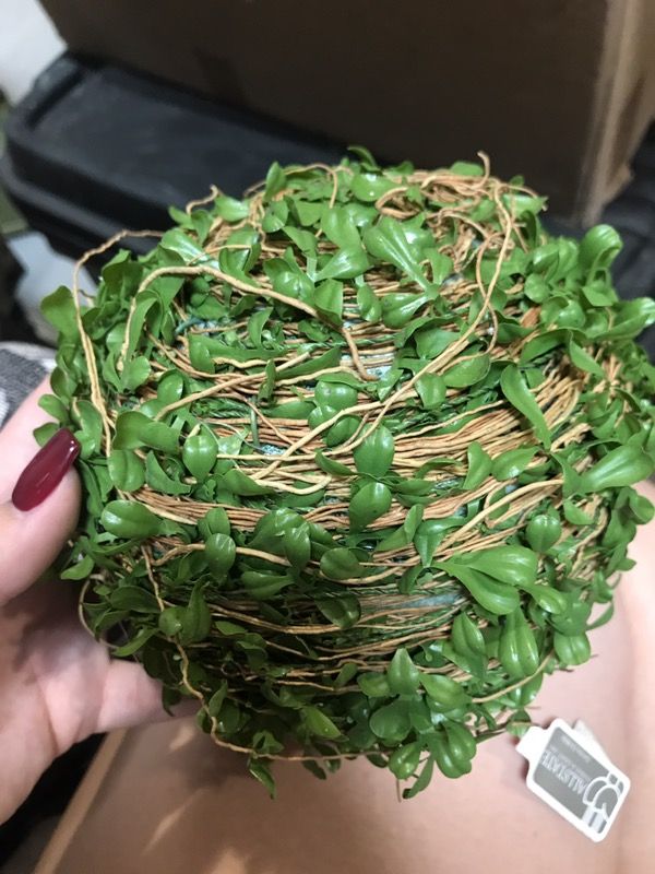 5" California boxwood home decor