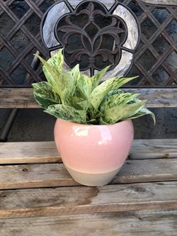 Beautiful marble queen pothos in a pink ceramic pot!