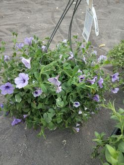 large outside plants flowers