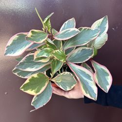 6” Peperomia Ginny 