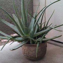 2 Cactus LG  Cactus In Gold Metal Pot /Aloe Vera In Pot
