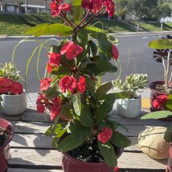 Corona de Cristo flor jumbo en maceta de cerámica su precio es $20 por cada una