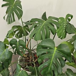 Plant(Monstera) With Self Watering Pot