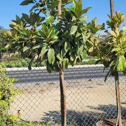 Magnolia Tree 