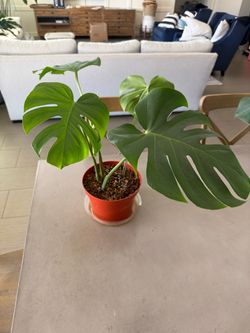 Live Monstera Plant 6”x8” containers $15 each