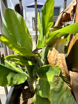 Banana Plant Pups
