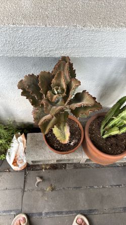 Felt Plant