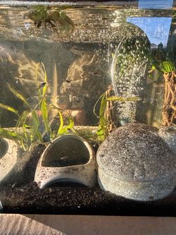 Fish Tank (read description)