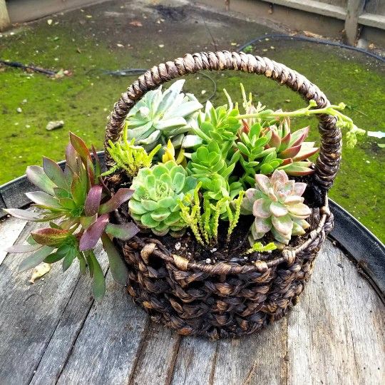 Basket Of Succulents