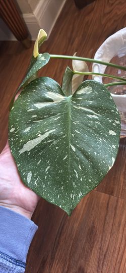 Monstera Thai Constellation Cutting