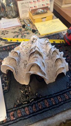 Genuine Clam Shell