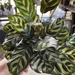 Calathea Makoyana Plants
