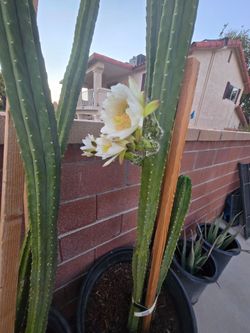 White flower blooming cactus