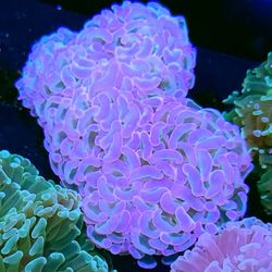 Unicorn Rainbow Hammer 