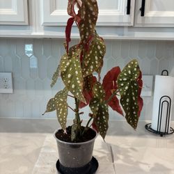 Begonia Maculata 
