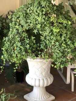 Large English Ivy Plant + Pot