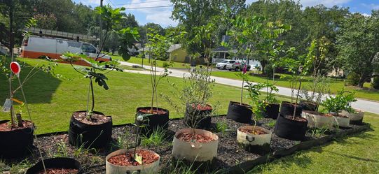 fruit trees Mature big and healthy,several varieties