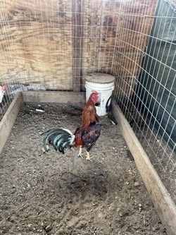 1/2 Azil 1/2 Sweater Pollo Año Pasado 