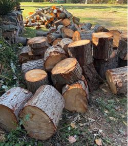 HUGE PILE of fresh cut hemlock & alder 16” firewood rounds