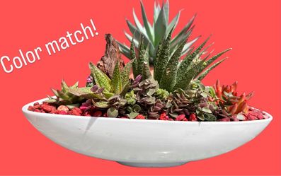 Succulent arrangement