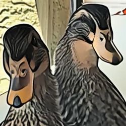 Rouen Duck Eggs 