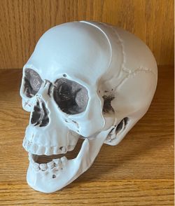 Plastic Human Skull
