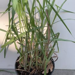 Lemon Grass Plant