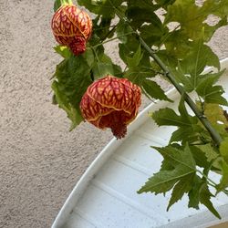 Chinese Lantern Tiger Eye Plant