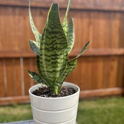 Snake Plant 