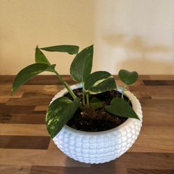 Pothos Plant - $15