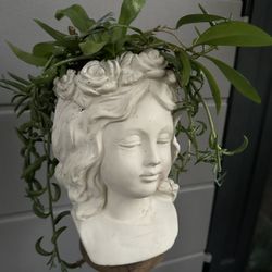 Assortment of plants