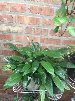 Natural plant with porcelain white vase