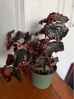 BEGONIA BLACK MAGIC